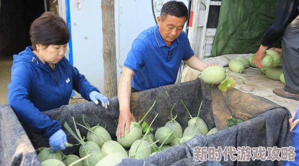 隔壁老王家2025最强番茄种植指南独家秘笈大公开